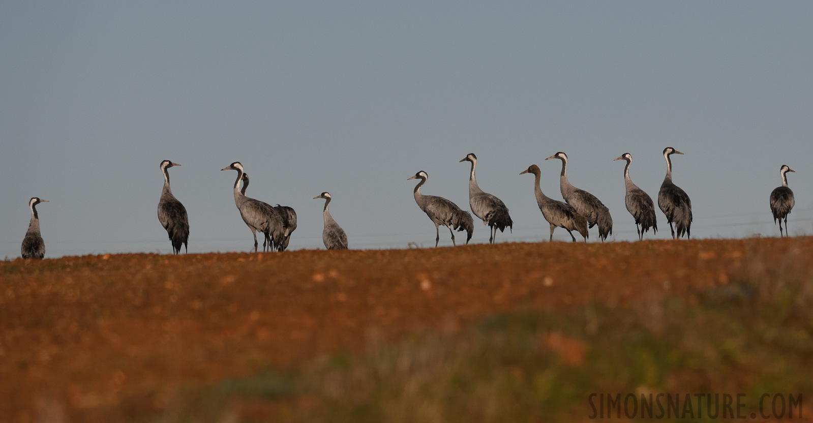 Grus grus [400 mm, 1/8000 sec at f / 8.0, ISO 1000]